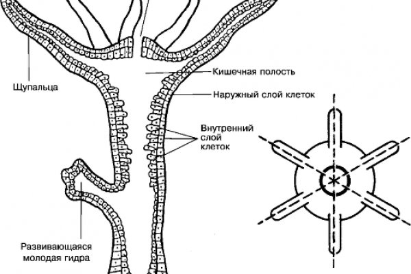 Блэк спрут и другие площадки